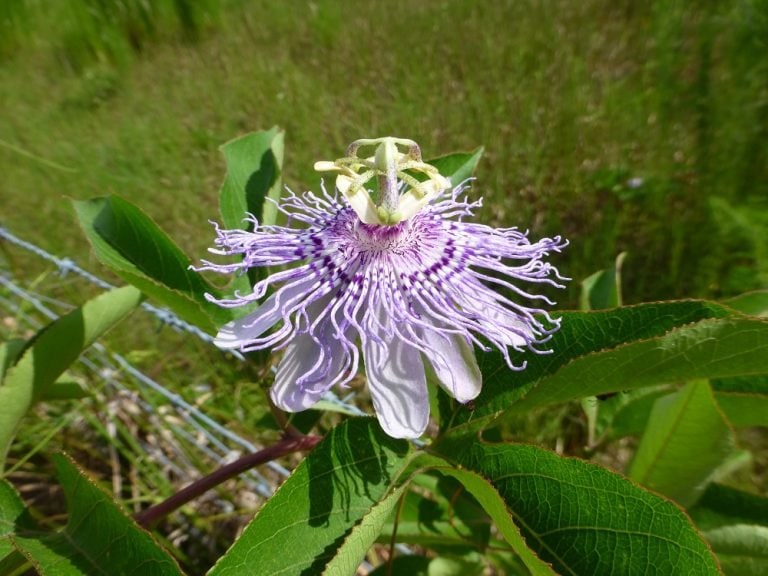 Passion Vines Native to Central Florida Sharons Florida
