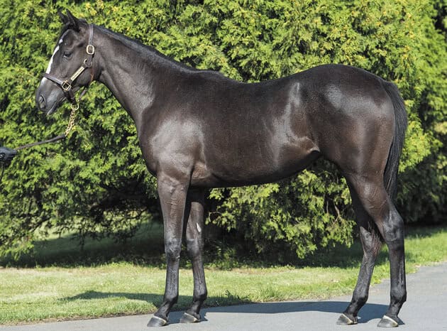 クロフォードの19 牝 血統診断 馬場 距離適性 サラブレッドクラブライオン 一口馬主とfxと クロフォードの19 牝 血統診断 馬場 距離適性 サラブレッドクラブライオン 一口馬主とfxと